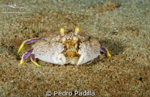 A big hug; do not worry I'll protect my baby... by Pedro Padilla 